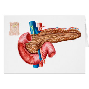 Anatomie des Pankreas