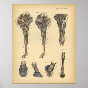Anatomie des Pferdebeins und -fußes 1908 Vintage-D Poster