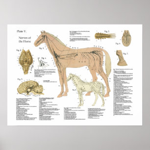 Anatomie des Pferdes Poster