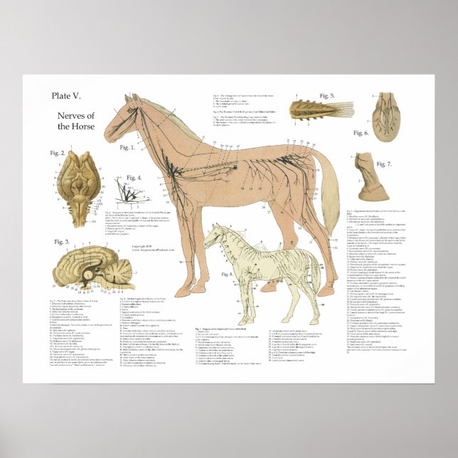 Anatomie des Pferdes Poster (Vorne)