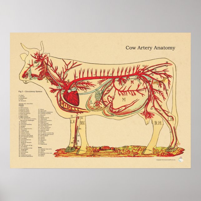 Anatomie des Rinderbovensystems Poster (Vorne)