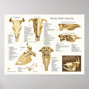Anatomie des Rinderschädels Poster