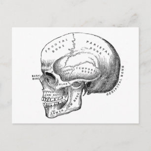Anatomie des Schädels Postkarte