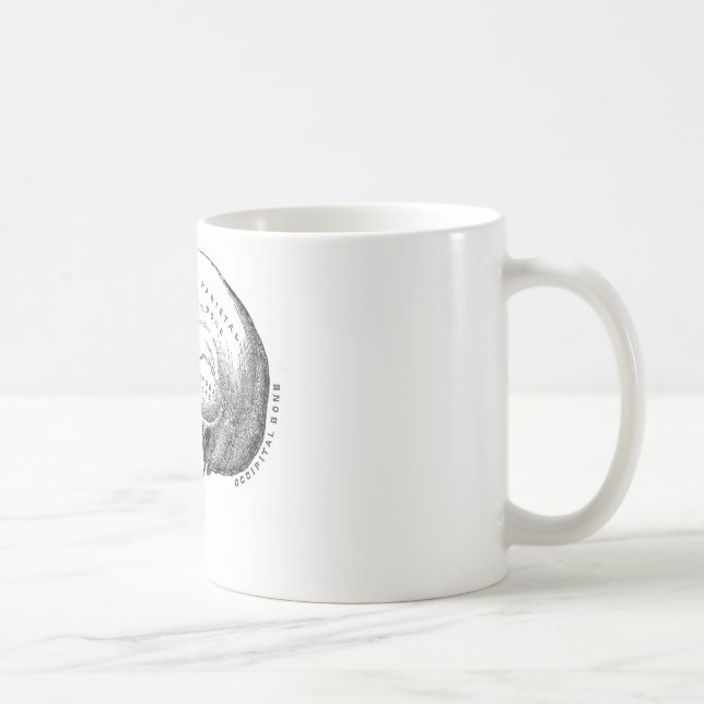 Anatomie des Schädels Tasse (Rechts)