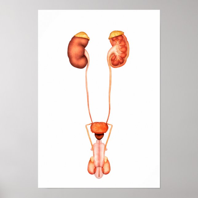 Anatomie des Urinsystems des Menschen, Frontansich Poster (Vorne)