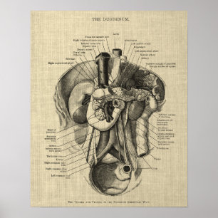Anatomie des Verdauungssystems Druck 3 Gastroenter Poster