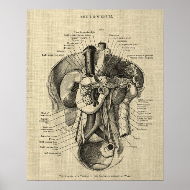 Anatomie des Verdauungssystems Druck 3 Gastroenter Poster (Vorne)