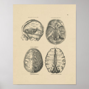 Anatomie des Vintagen Hirns 1880 Druck Poster