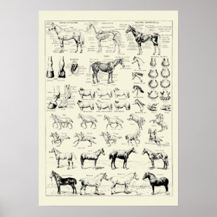 Anatomie des Vintagen Pferdes Poster
