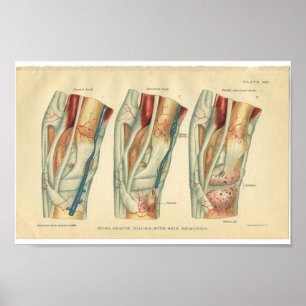 Anatomie des Vintagen Pferdes Poster