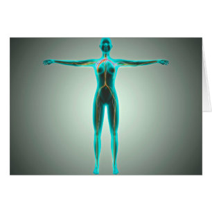 Anatomie des weiblichen Körpers mit Arterien und