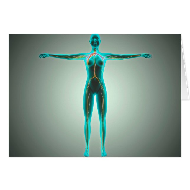 Anatomie des weiblichen Körpers mit Arterien und V (Vorderseite (Horizontal))