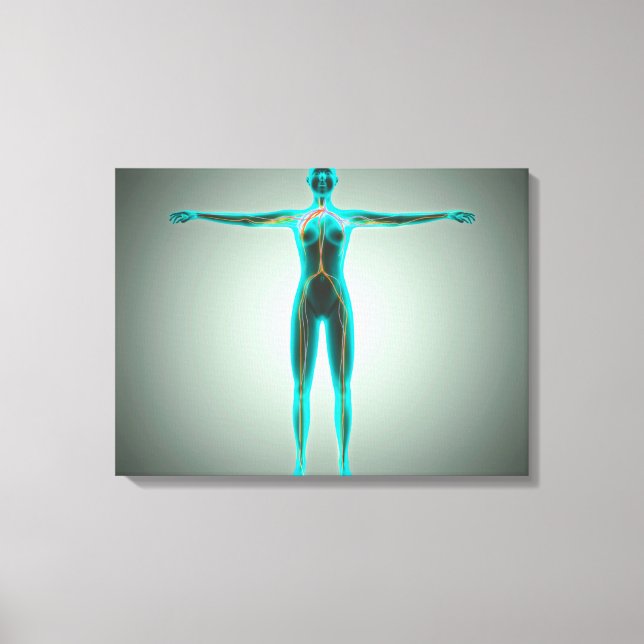 Anatomie des weiblichen Körpers mit Arterien und V Leinwanddruck (Vorderseite)