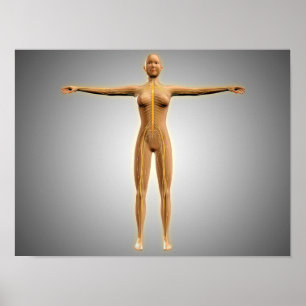 Anatomie des weiblichen Körpers mit dem Nervensyst Poster