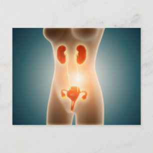 Anatomie des weiblichen Körpers mit Fortpflanzungs Postkarte