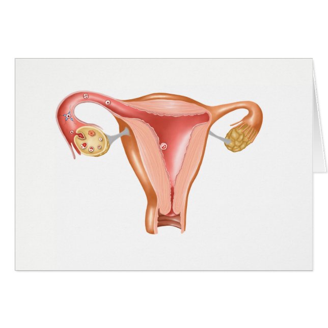 Anatomie des weiblichen Uterus 1 (Vorderseite (Horizontal))