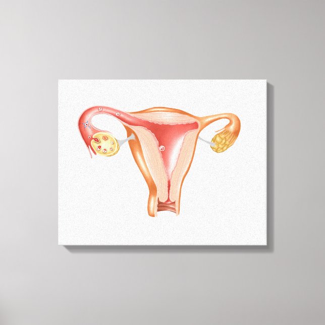 Anatomie des weiblichen Uterus 1 Leinwanddruck (Vorderseite)