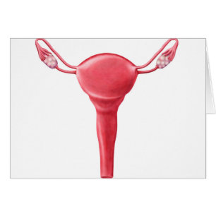 Anatomie des weiblichen Uterus 2