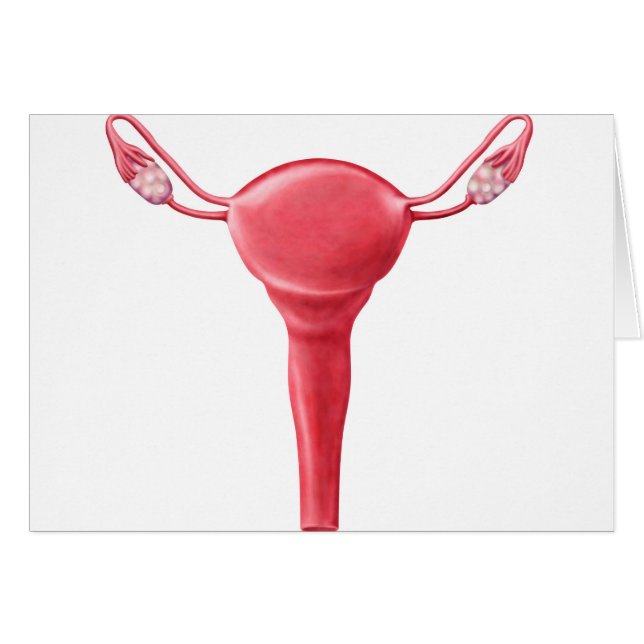 Anatomie des weiblichen Uterus 2 (Vorderseite (Horizontal))