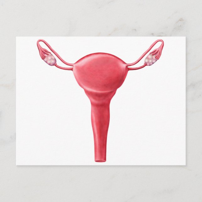 Anatomie des weiblichen Uterus 2 Postkarte (Vorderseite)