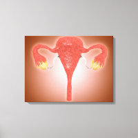 Anatomie des weiblichen Uterus mit Ovarien