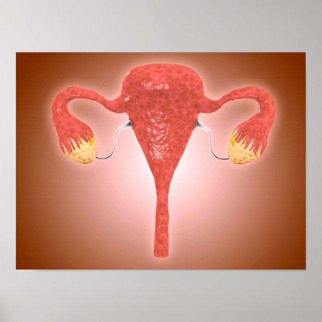 Anatomie des weiblichen Uterus mit Ovarien Poster (Vorne)