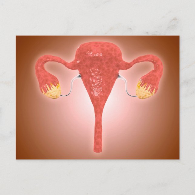 Anatomie des weiblichen Uterus mit Ovarien Postkarte (Vorderseite)