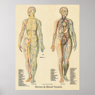 Anatomie Diagramm Arterien Venen Nerven Vintag Poster