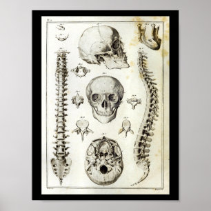 Anatomie-Druck des menschlichen Rückgrats und Schä Poster