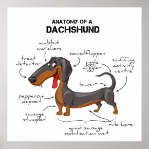 Anatomie einer Dackel - Witzhund Poster