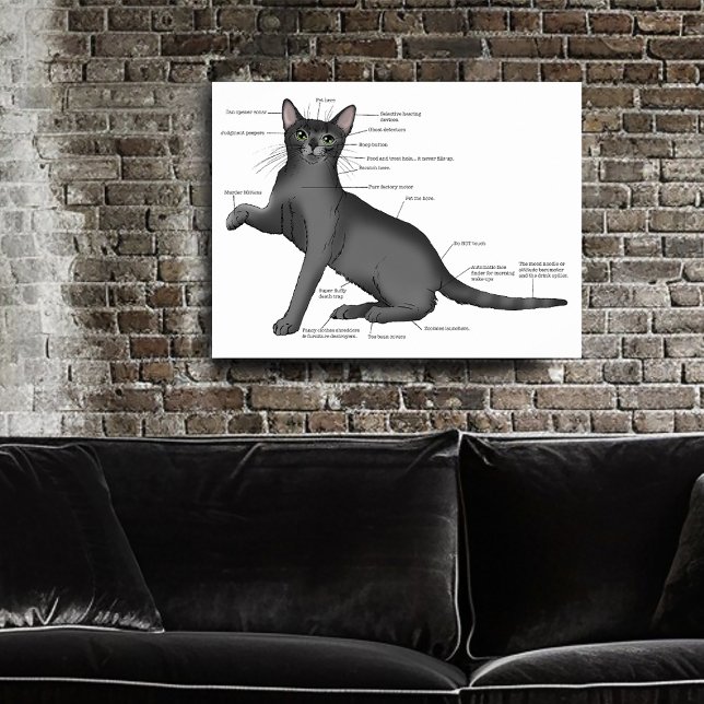 Anatomie einer Katze Poster (Von Creator hochgeladen)
