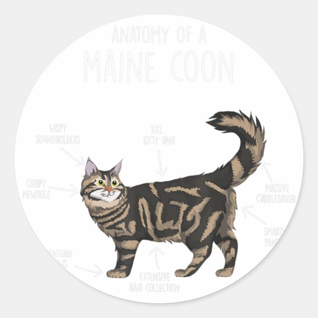Anatomie einer Maine-Coon-Katze Runder Aufkleber (Vorderseite)