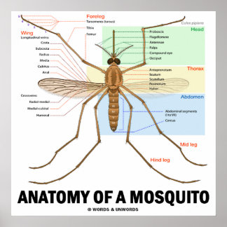 Anatomie einer Moskito (Entomologie) Poster