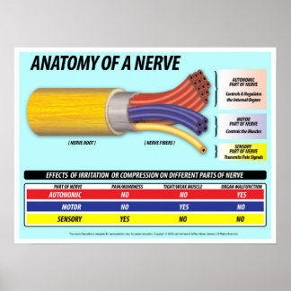 Anatomie einer Nerve 2016 Edition Poster