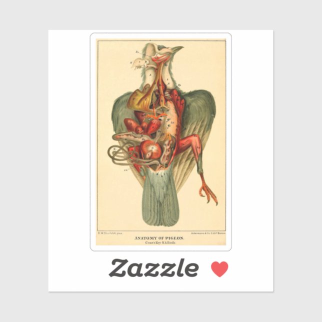 Anatomie einer Taube Aufkleber (Blatt)