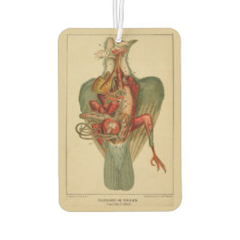 Anatomie einer Taube Autolufterfrischer