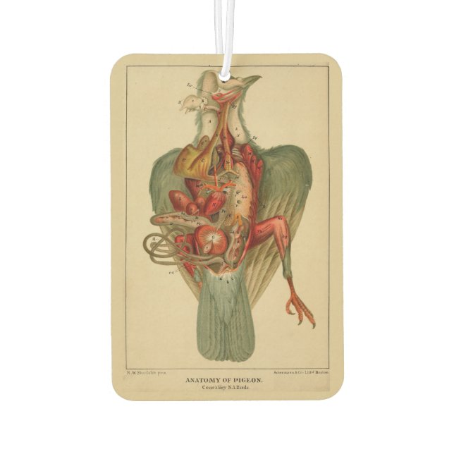 Anatomie einer Taube Autolufterfrischer (Rückseite)