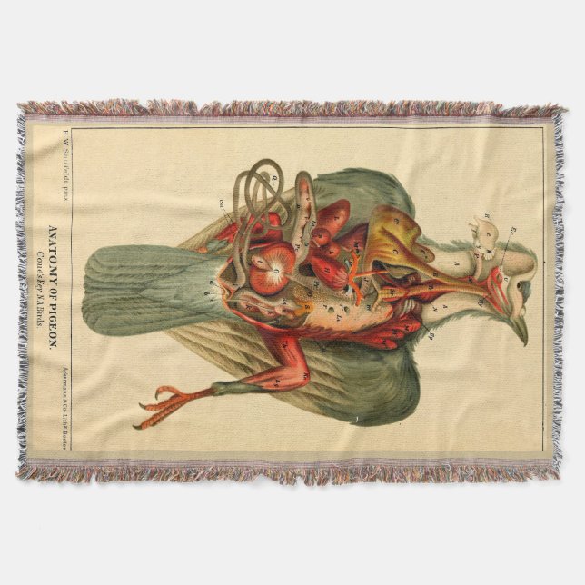 Anatomie einer Taube Decke (Vorderseite)