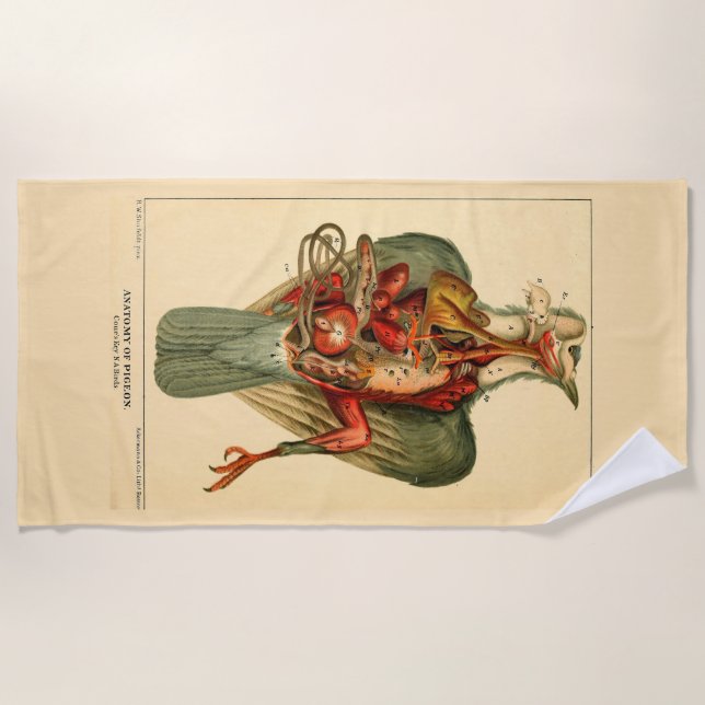Anatomie einer Taube Strandtuch (Vorderseite)