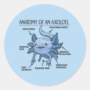 Anatomie eines Axolotl Classic Runder Aufkleber