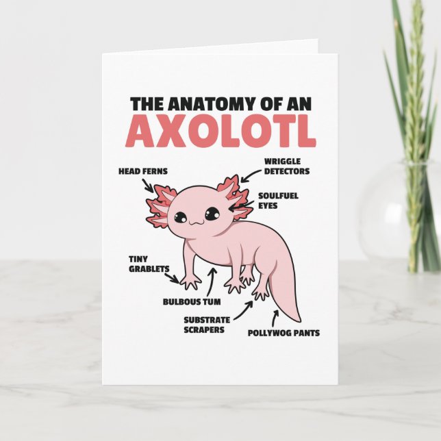 Anatomie eines Axolotl Karte (Vorderseite)