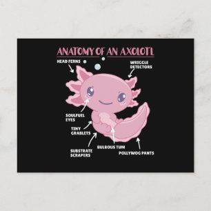 Anatomie eines Axolotl Postkarte
