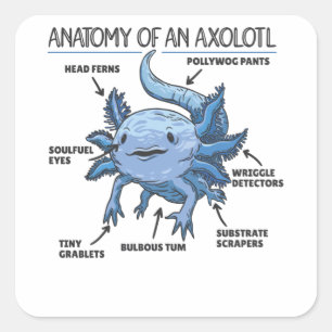 Anatomie eines Axolotl Quadratischer Aufkleber