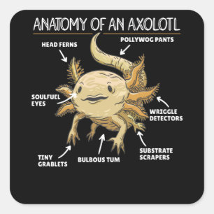 Anatomie eines Axolotl Quadratischer Aufkleber