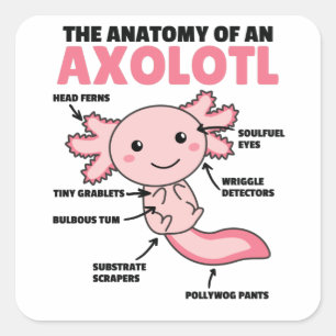 Anatomie eines Axolotl Quadratischer Aufkleber