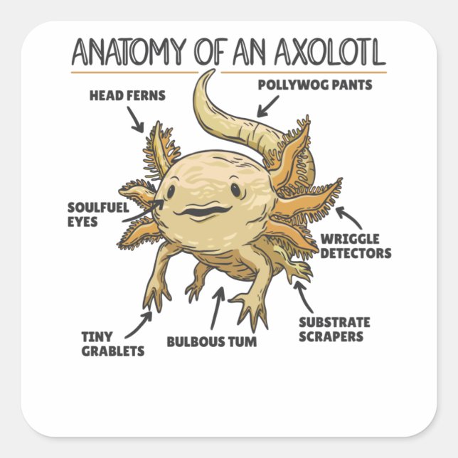 Anatomie eines Axolotl Quadratischer Aufkleber (Vorderseite)