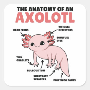 Anatomie eines Axolotl Quadratischer Aufkleber