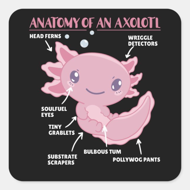Anatomie eines Axolotl Quadratischer Aufkleber (Vorderseite)