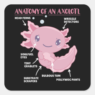 Anatomie eines Axolotl Quadratischer Aufkleber