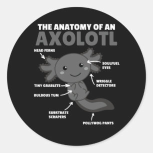 Anatomie eines Axolotl Runder Aufkleber